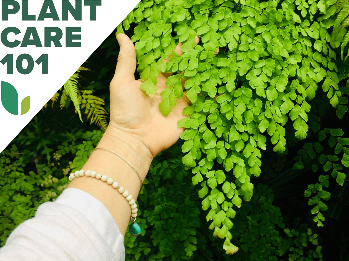 maidenhair fern plant care 101 - how to grow maidenhair fern indoors