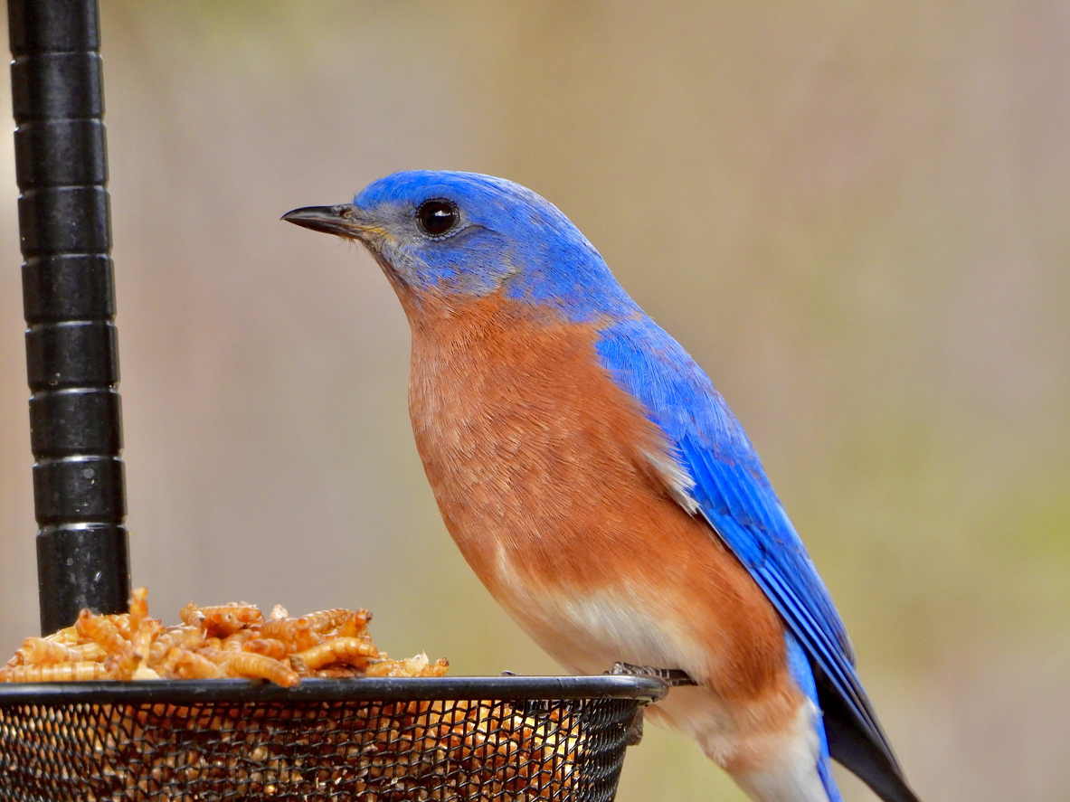 how to attract bluebirds