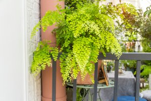 maidenhair fern care