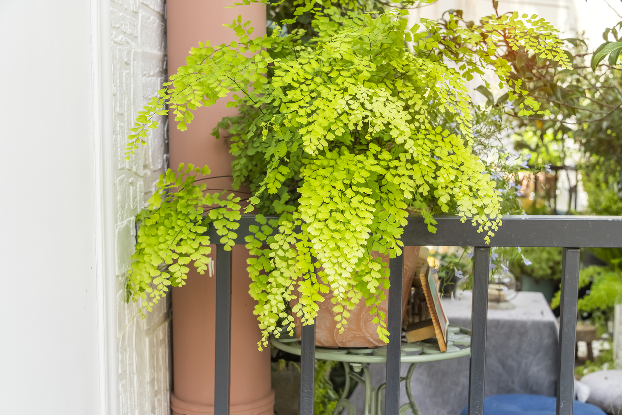 maidenhair fern care