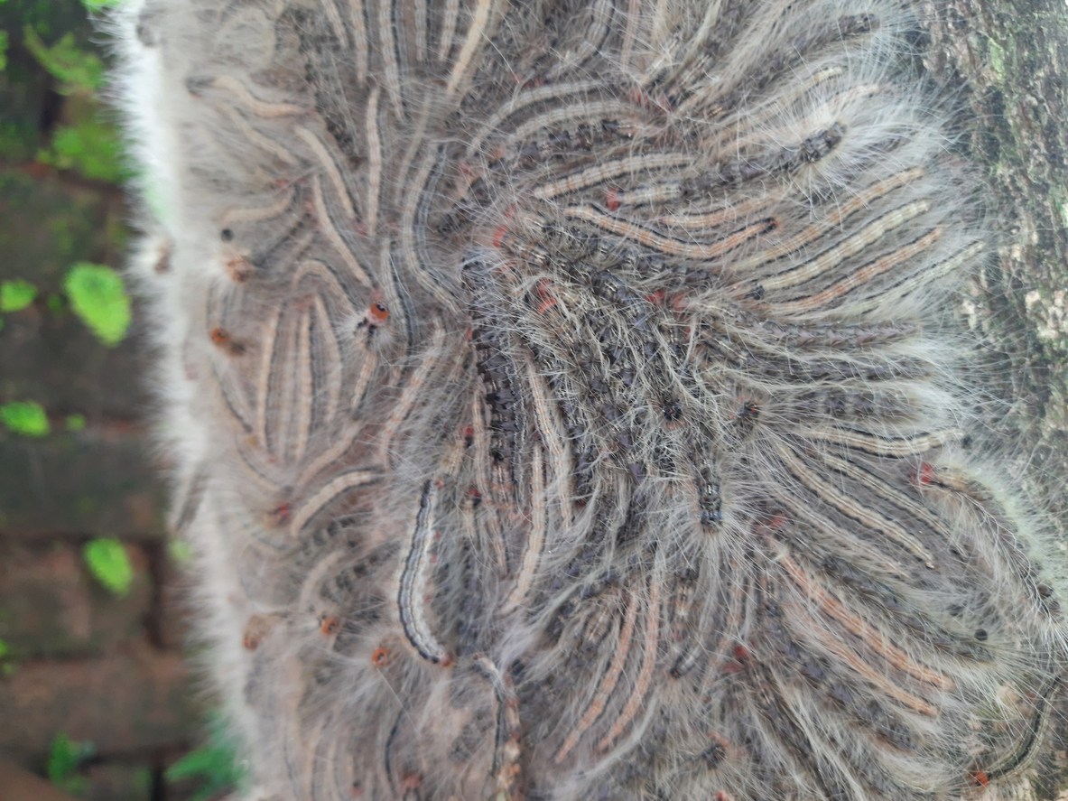 Wrost Type Insect The Worst Invasive Insects in Every State—and How to Deal With Them
