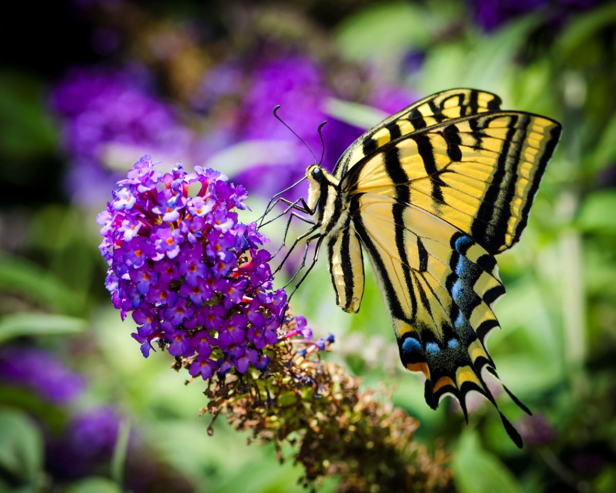 types of butterflies
