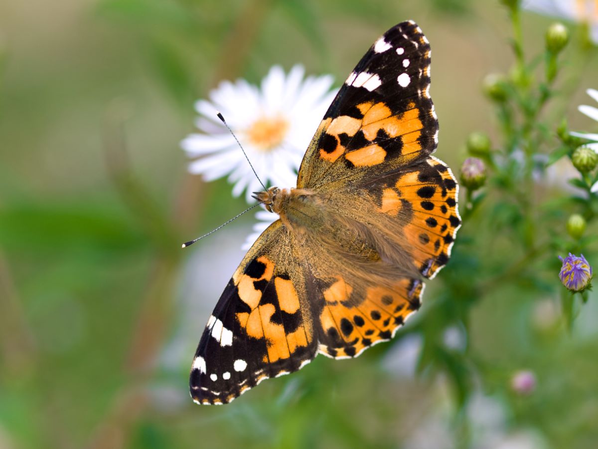 types of butterflies