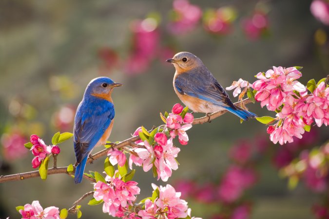 how to attract bluebirds