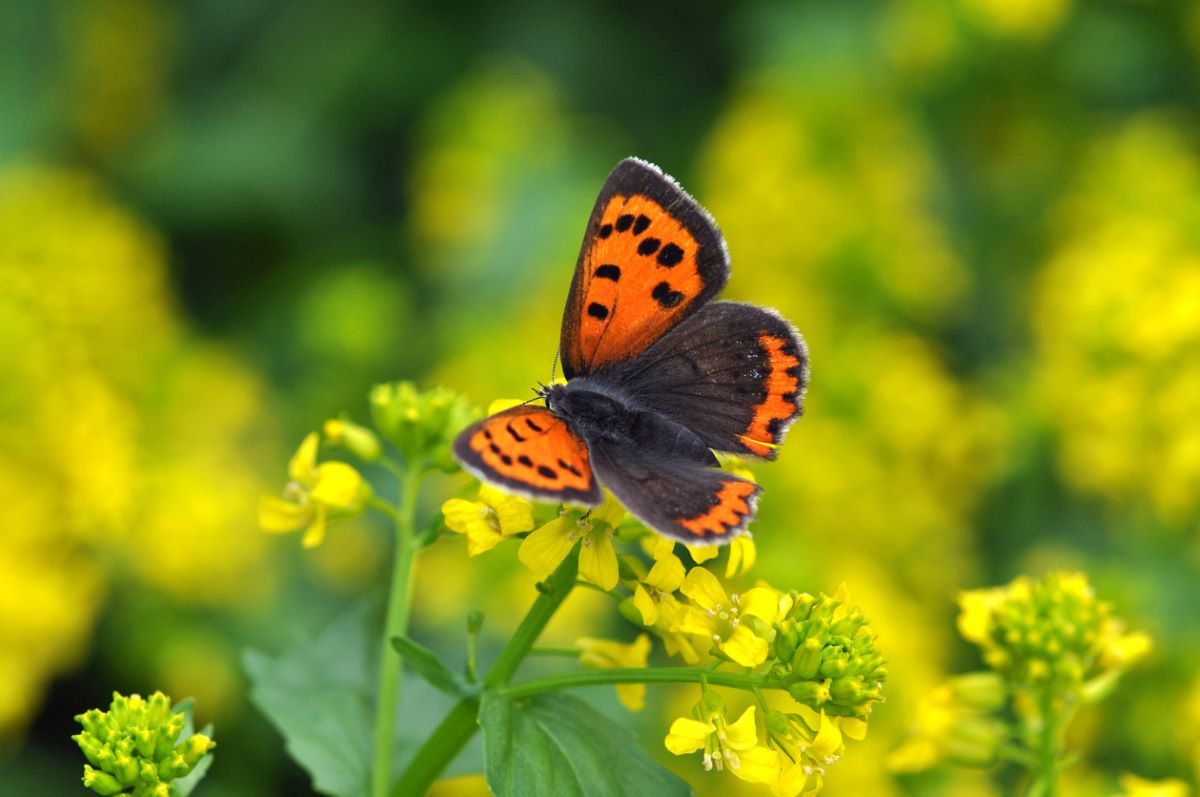 types of butterflies