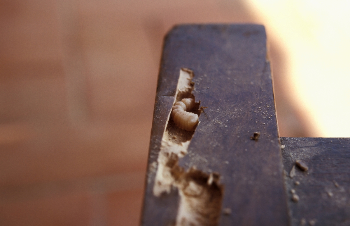 How to Get Rid of Woodworm to Protect Outdoor Furniture Bob Vila