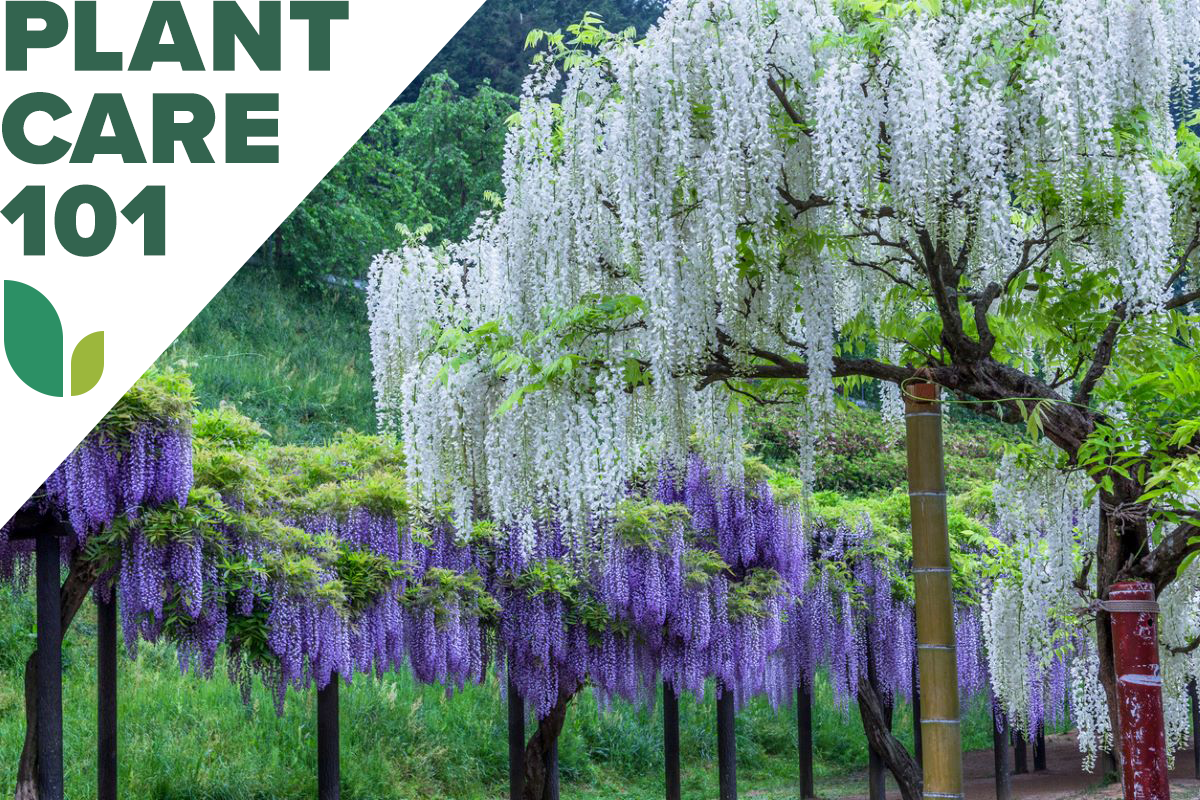 wisteria plant care 101 - how to grow wisteria
