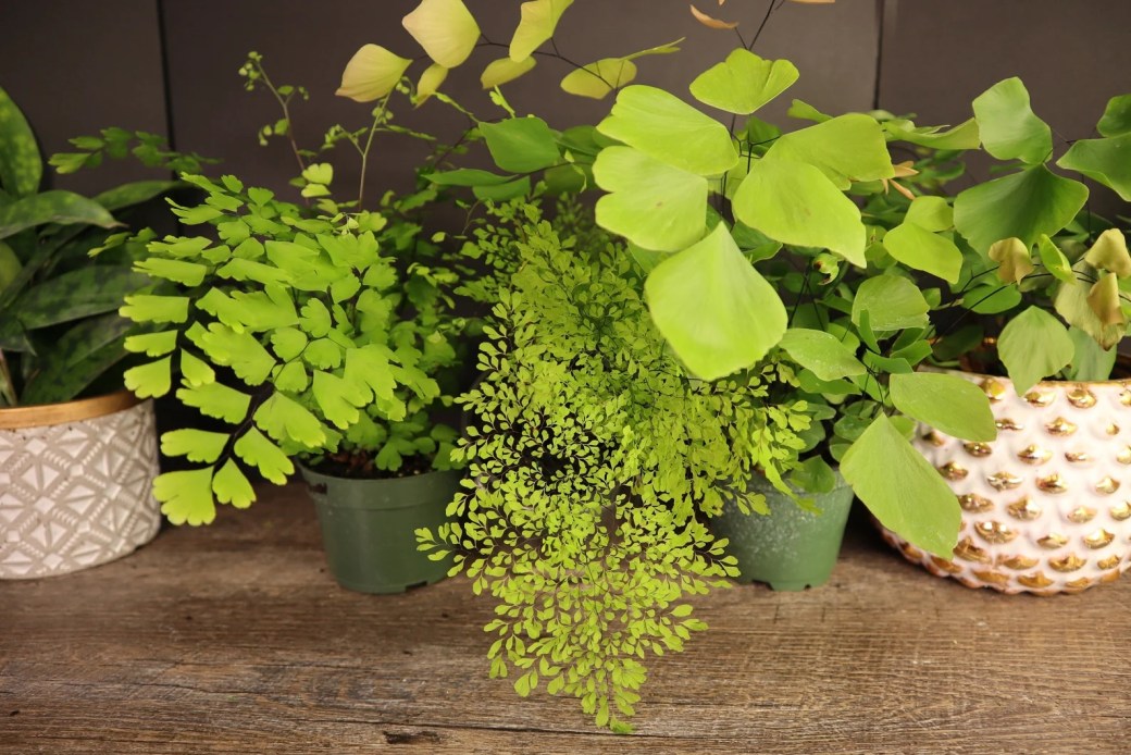 Maidenhair Fern Care 101: How to Care for Maidenhair Fern Houseplants ...