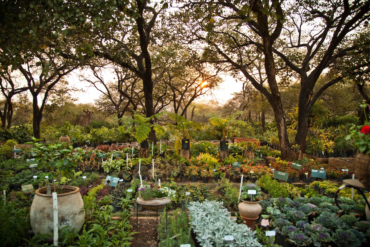 A set of garden beds, garden pots, and planters in a backyard where someone is practicing permaculture. 