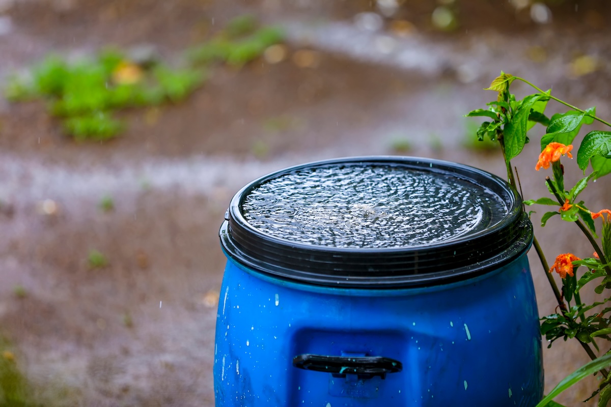 A blue plastic tank collects rainwater for reuse.