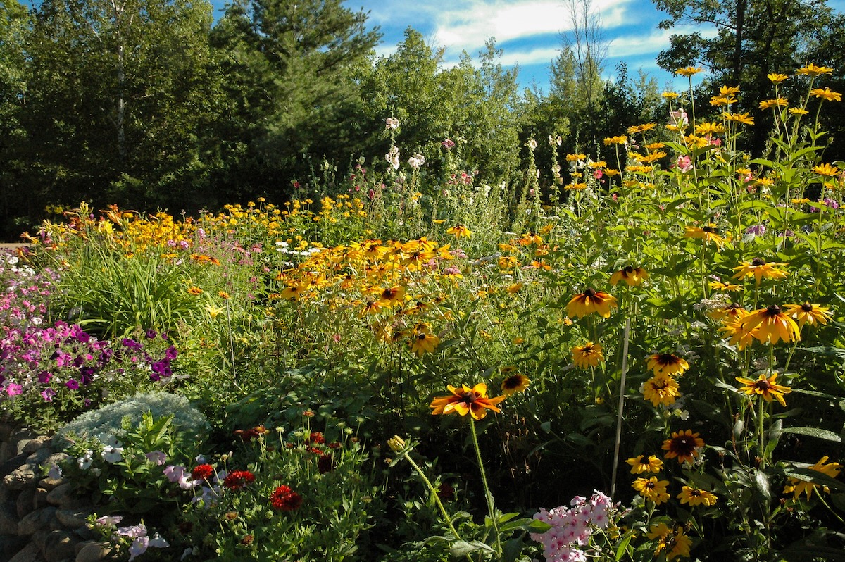 A backyard garden filled with native wildflowers.