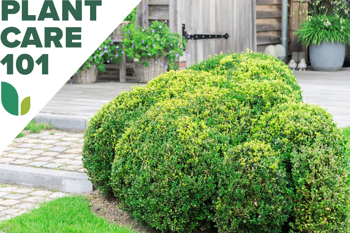 boxwood plant care 101 - how to grow boxwood