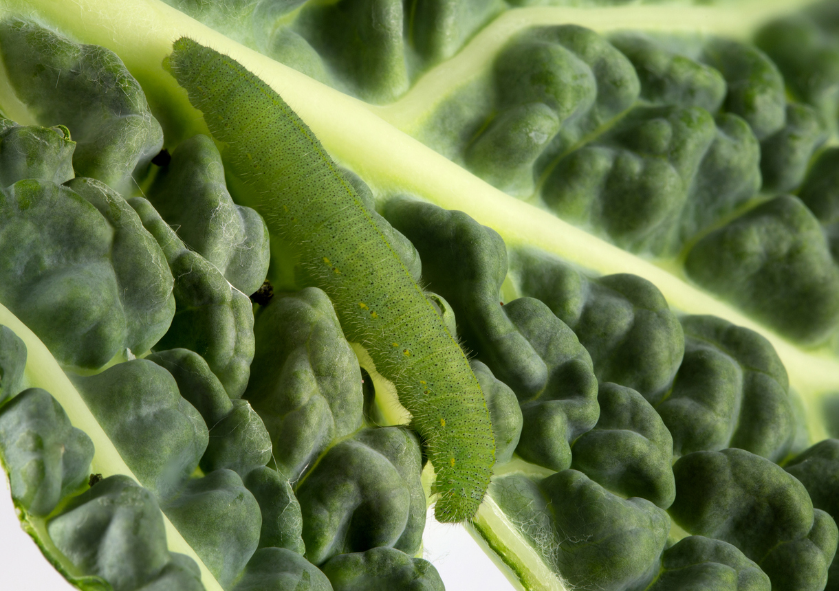 Closeup of cabbage worm crawling on lettuce