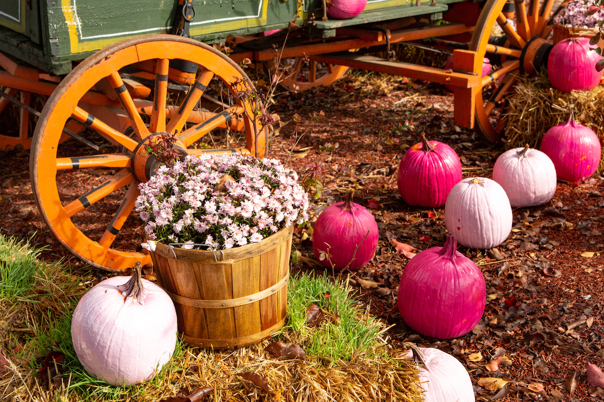 Pumpkins painted in various shades of pink are used as decorations next to flowers for Breast Cancer Awareness Month.