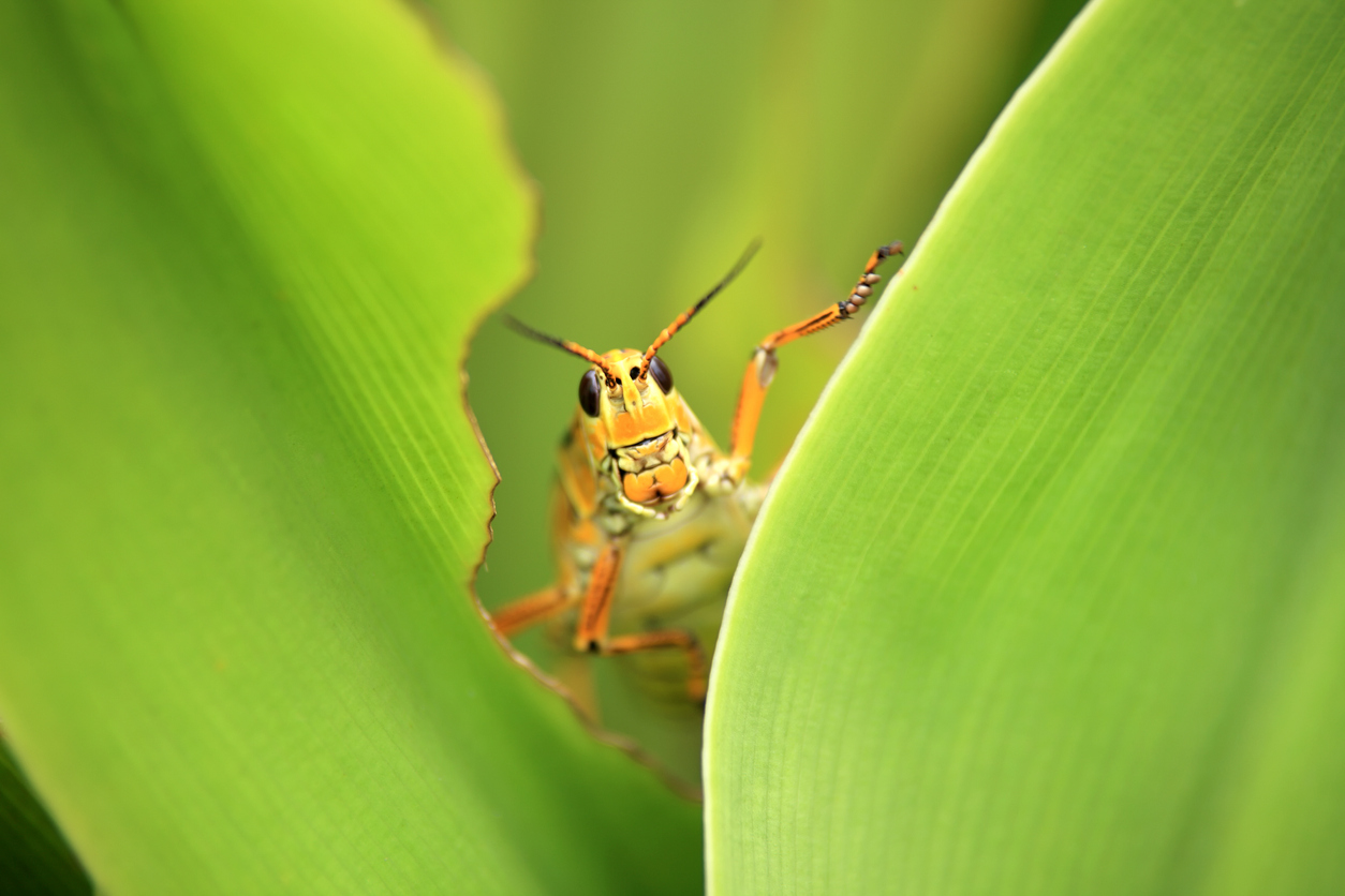 How to Get Rid of Grasshoppers So They Don't Eat Your Plants