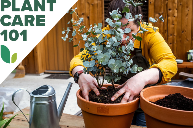 How to Grow a Eucalyptus Plant Indoors