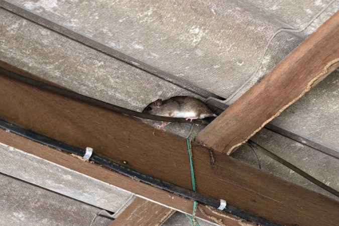How to Get Rid of Roof Rats and Prevent Them From Coming Back