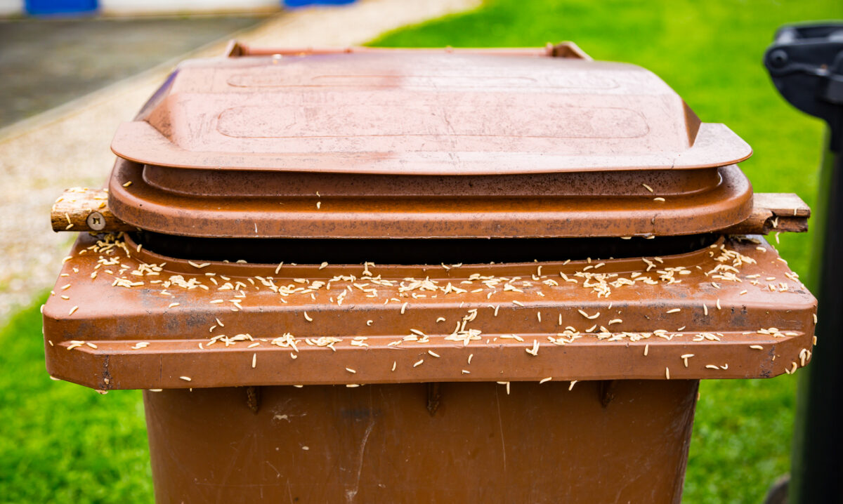 How to get rid of maggots on outdoor trash can
