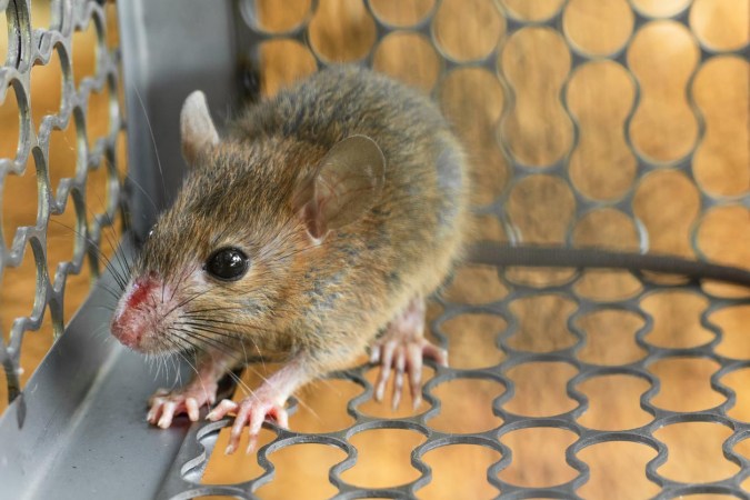 The Best Mouse Traps to Keep Your House Rodent-Free