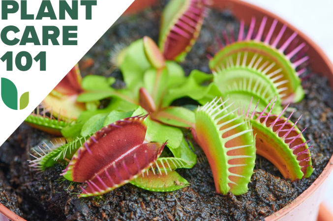 Venus Flytrap Care 101: How to Grow This Carnivorous Plant Indoors