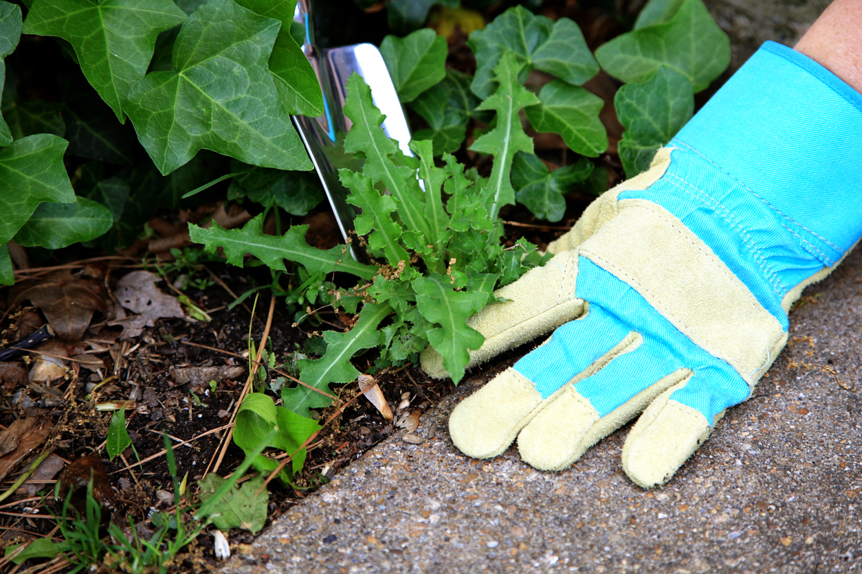 Gloved hand weeding a garden bed with a trowel