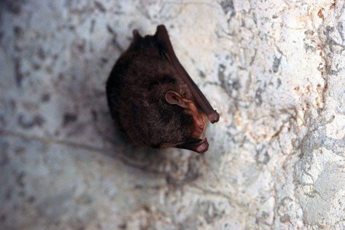What Does Bat Poop Look Like