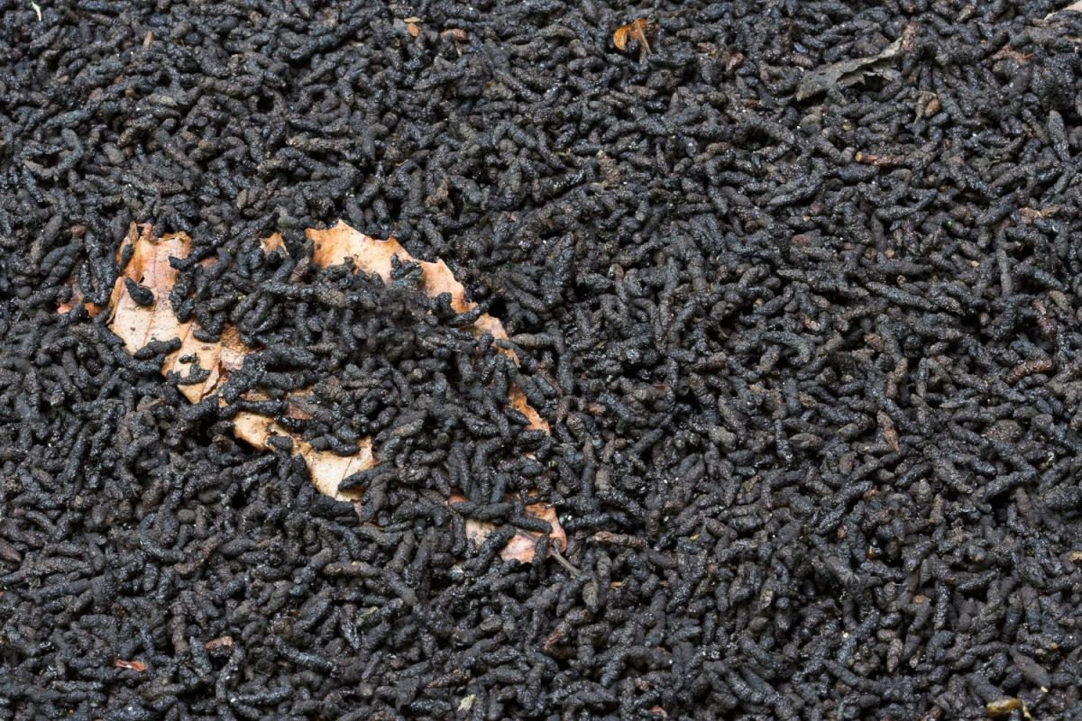 Solved! What Does Bat Poop Look Like? - Bob Vila