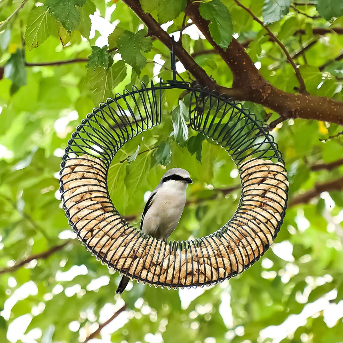 types of bird feeders - peanut feeder