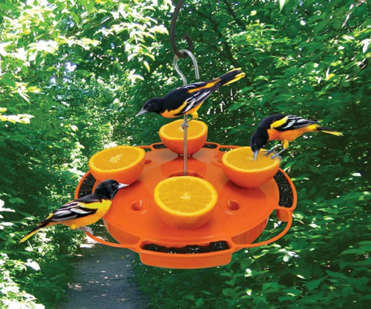types of bird feeders - oriole feeder