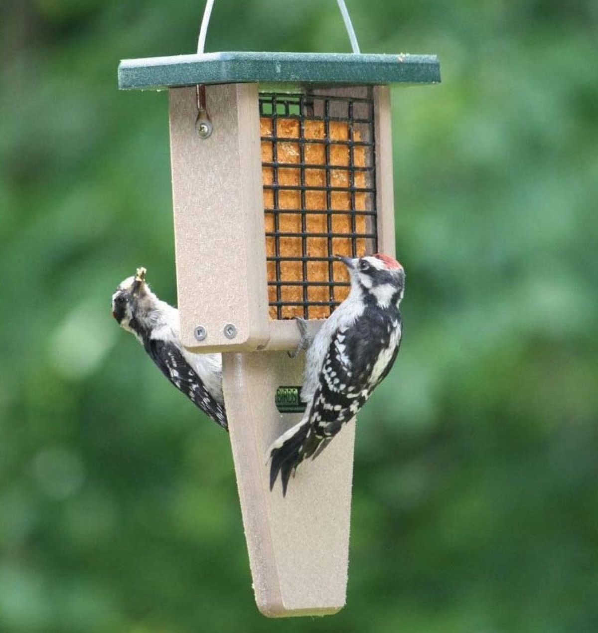 types of bird feeders - suet feeder