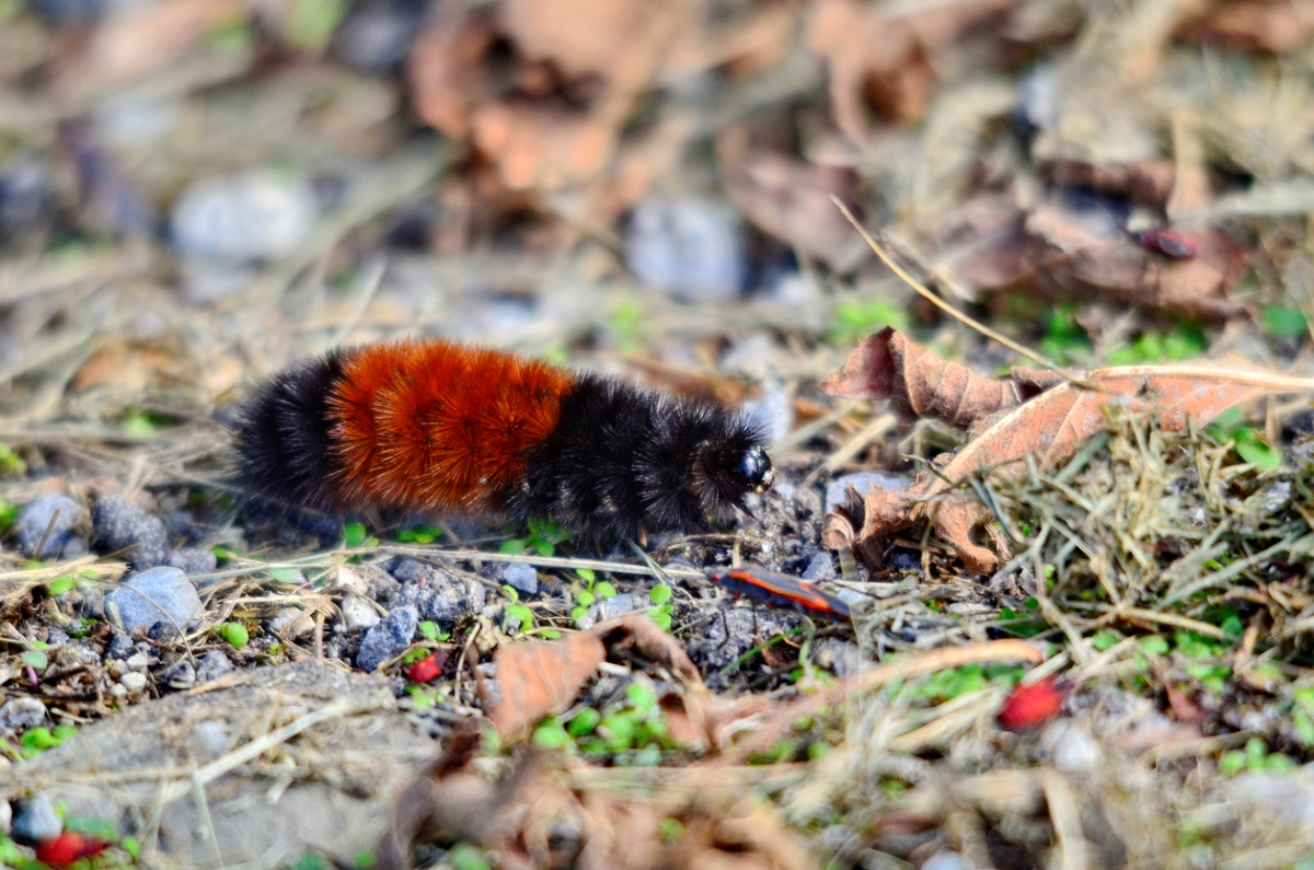 12 Ways to Predict the Weather by Watching Nature in Your Backyard - woolly bear caterpillar