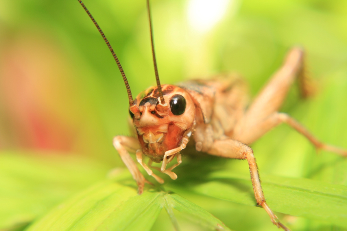 12 Ways to Predict the Weather by Watching Nature in Your Backyard - cricket close up