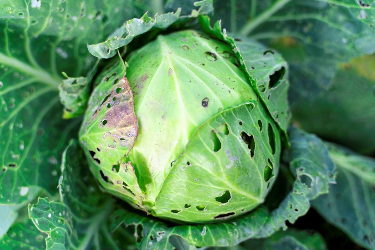 how to get rid of cabbage worms - whole cabbage head damage