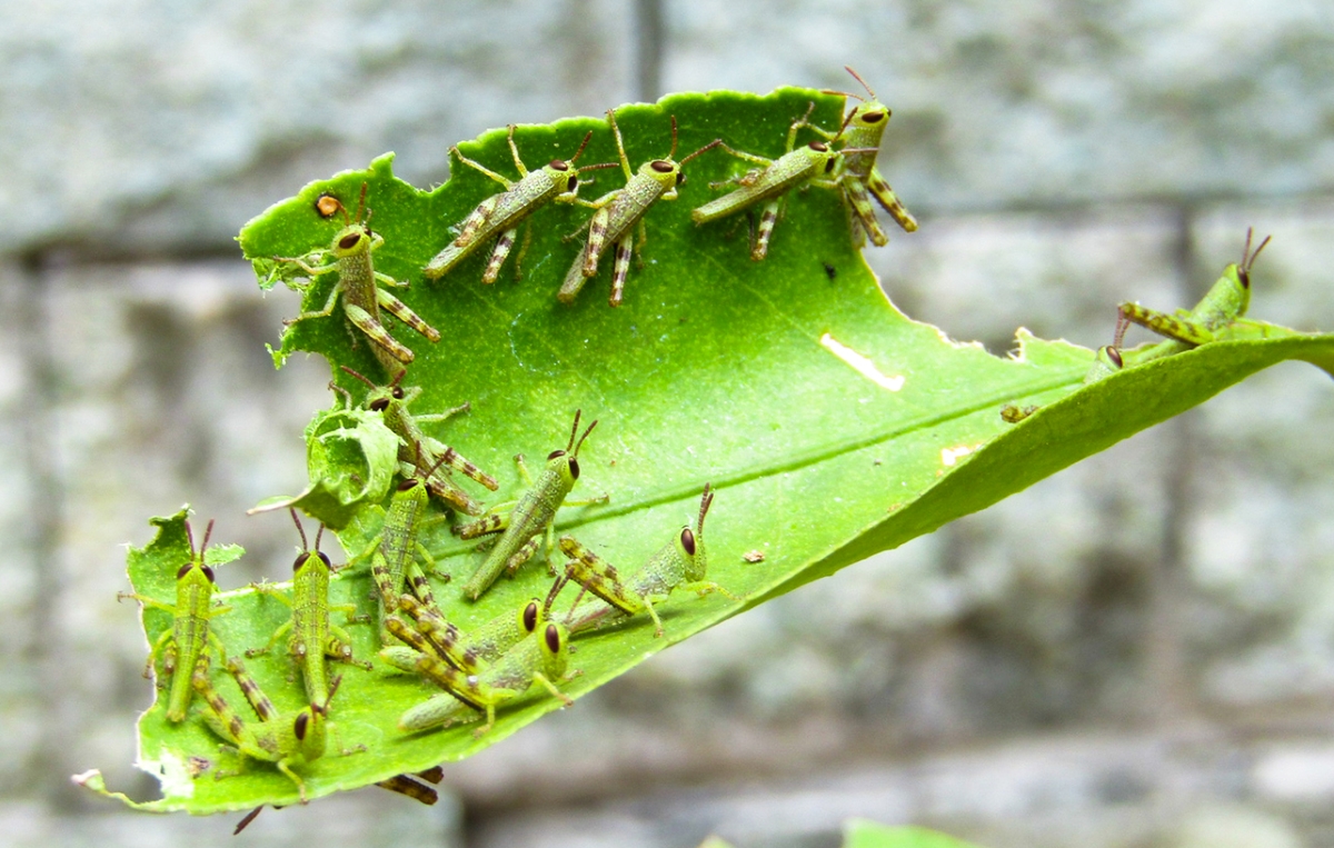 how to get rid of grasshoppers - young grasshoppers on leaf