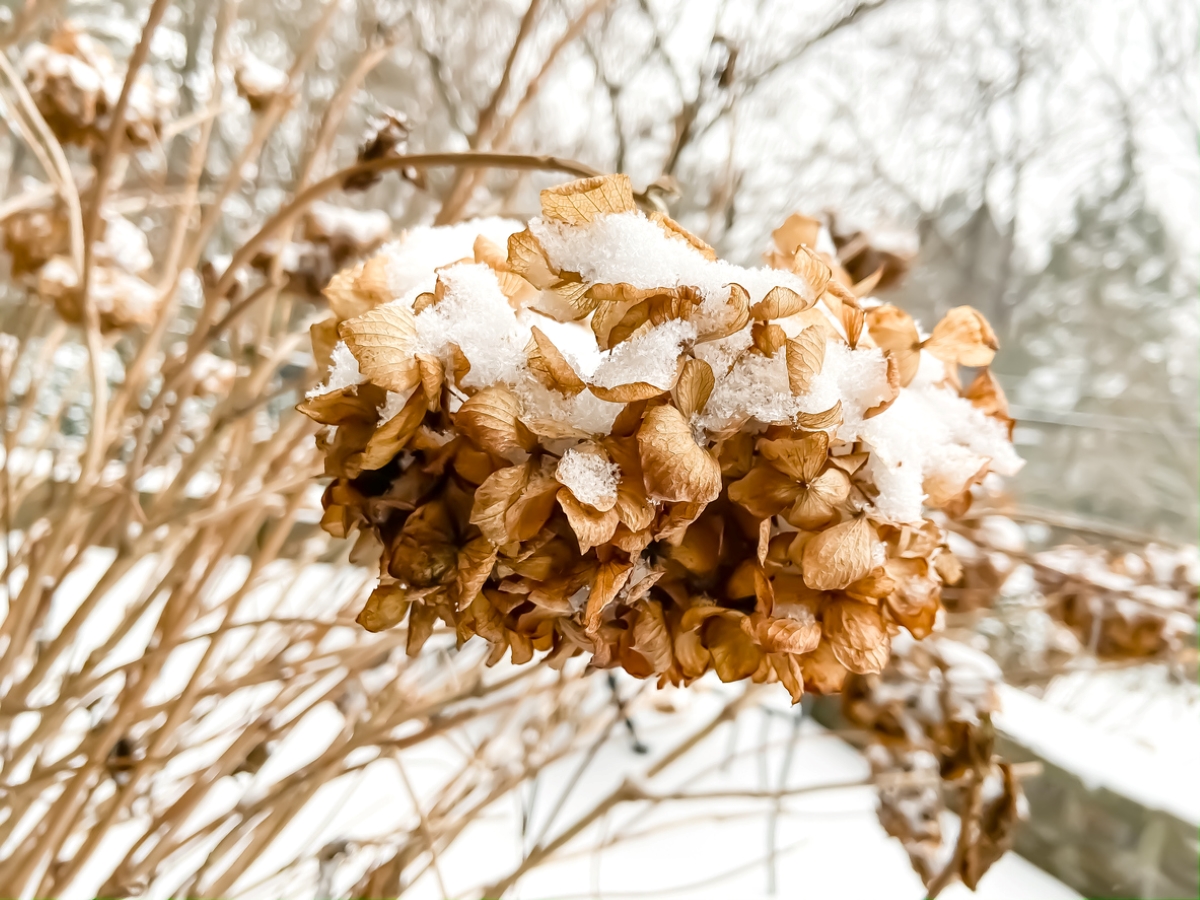 can hydrangeas grow in pots - hydrangea snow