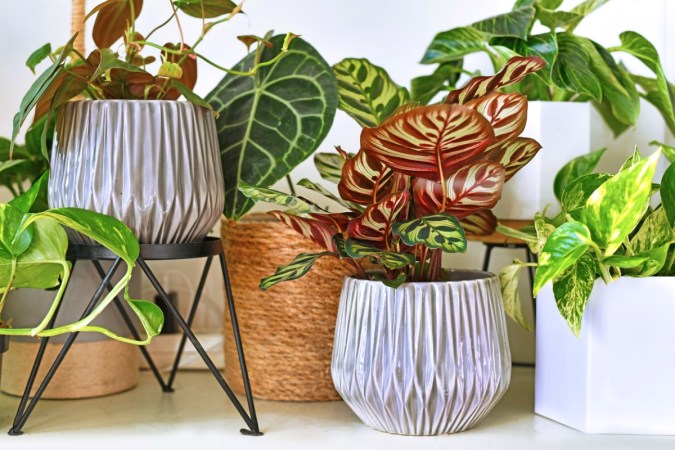 10 Variegated Houseplants That Pack the Most Visual Interest