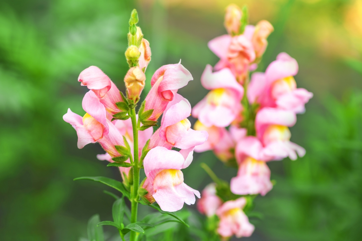 flowers that attract butterflies - snapdragon