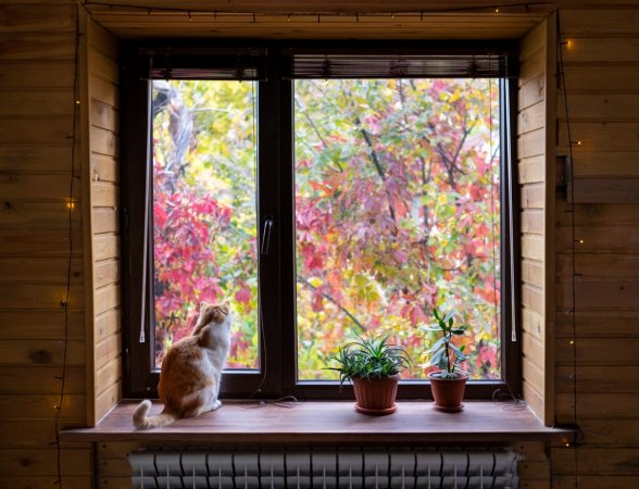 12 Ways to Predict the Weather by Watching Nature in Your Backyard - cat looking outside window