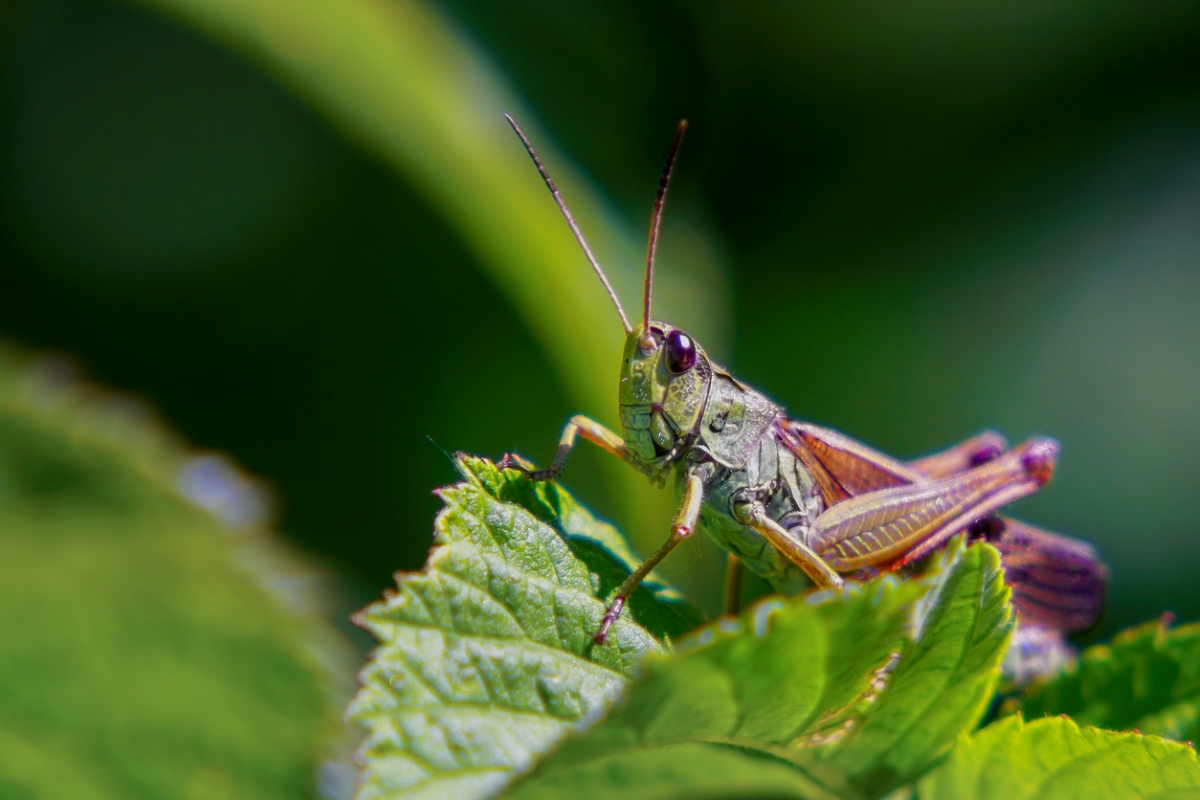Grasshopper on a plant leaf
