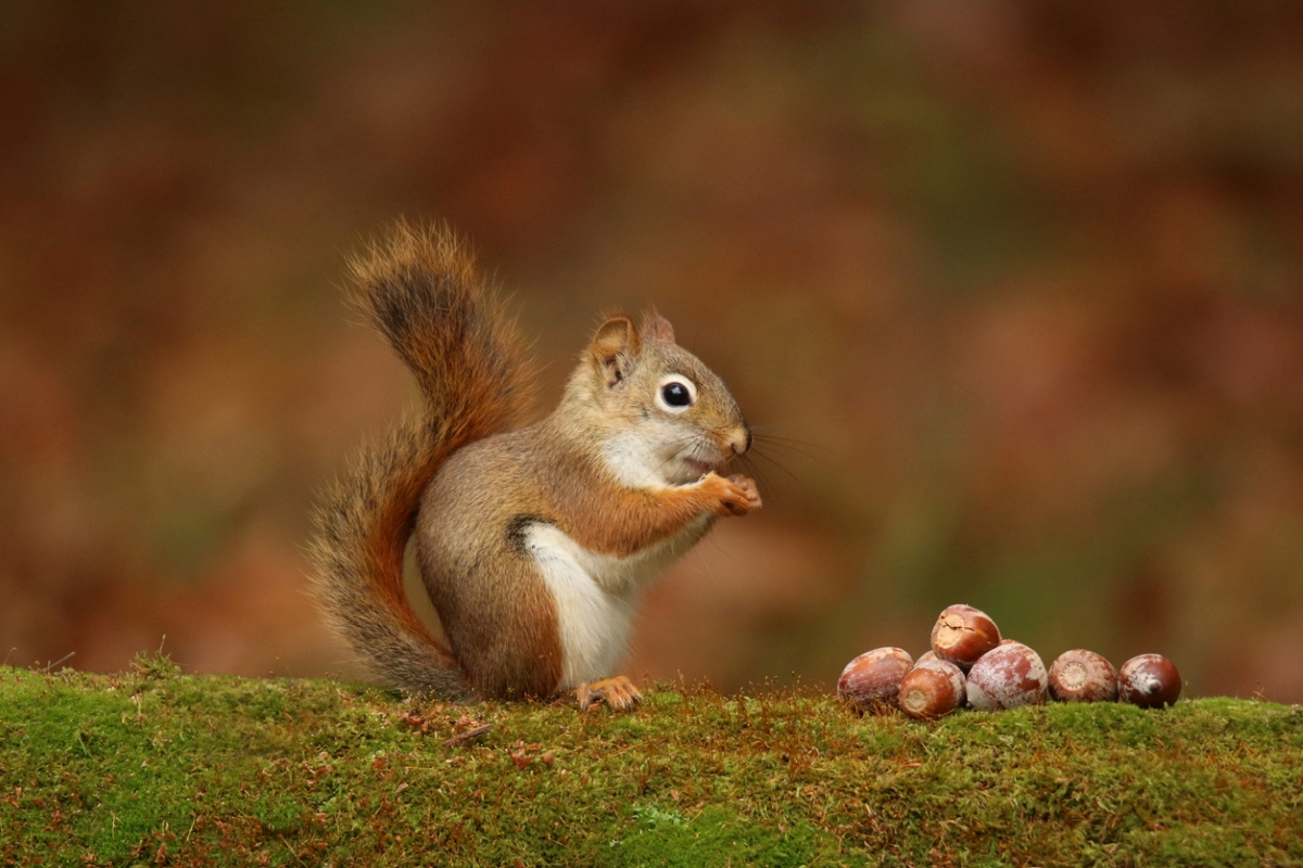 12 Ways to Predict the Weather by Watching Nature in Your Backyard - squirrel with nuts
