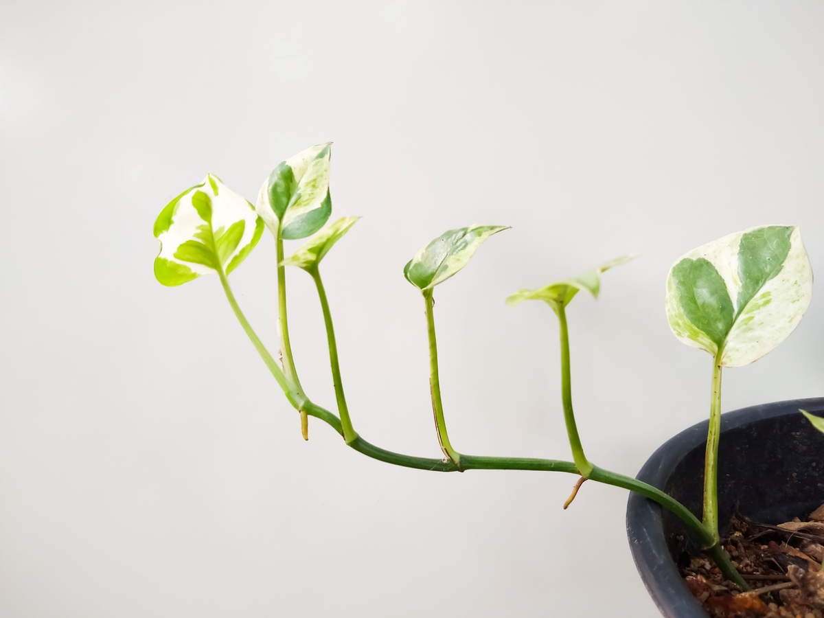 plant propagation - vine nodes