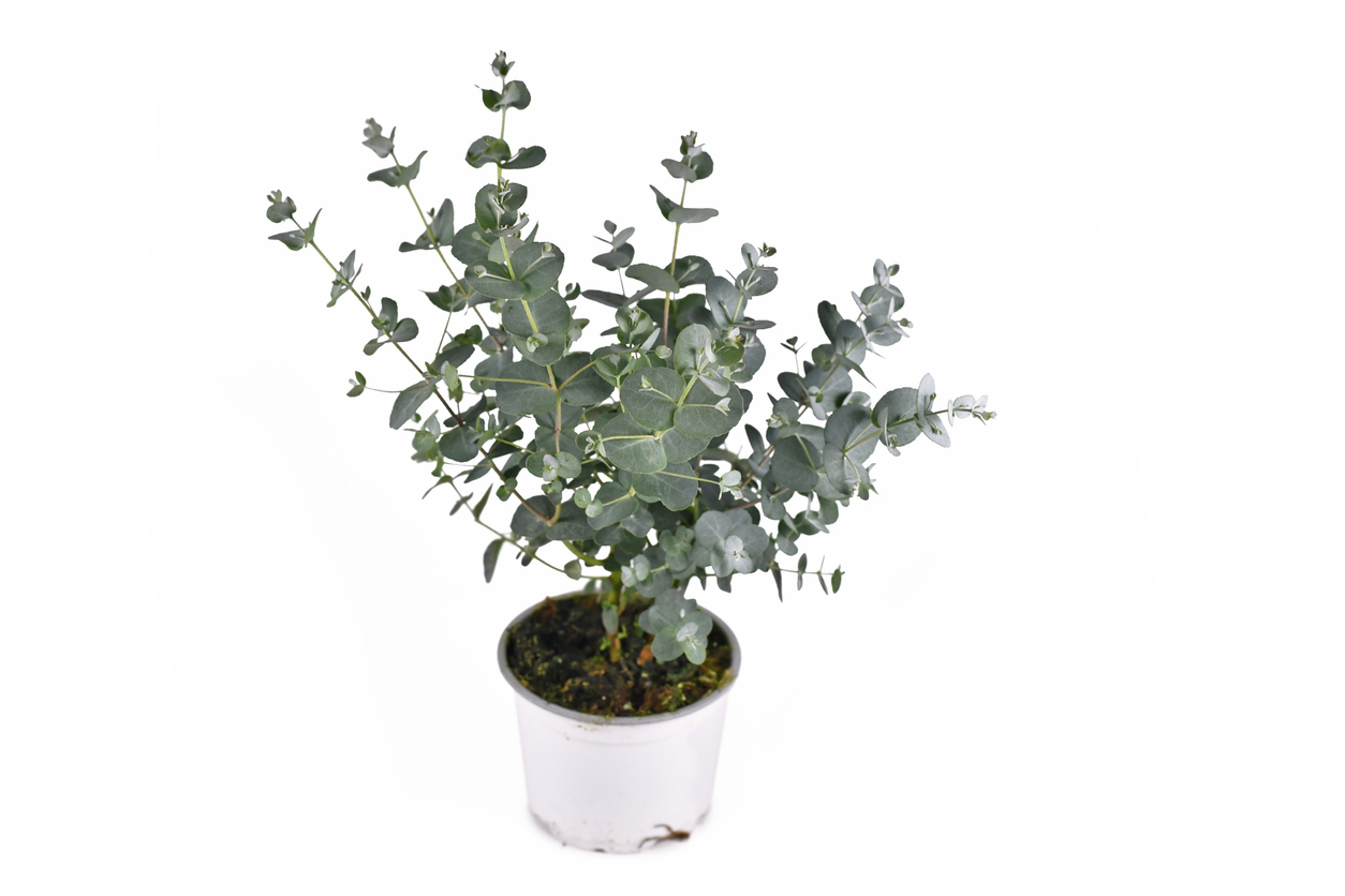 eucalyptus plant care eucalyptus in pot