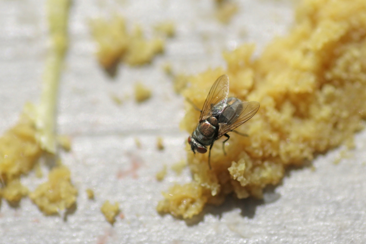 how to get rid of maggots - fly on food