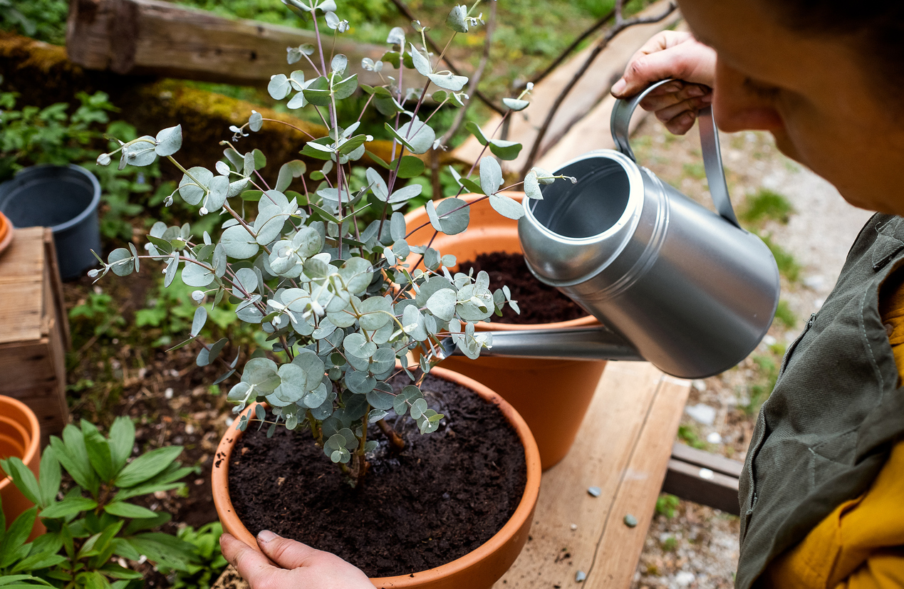 eucalyptus plant care woman potting eucalyptus plant