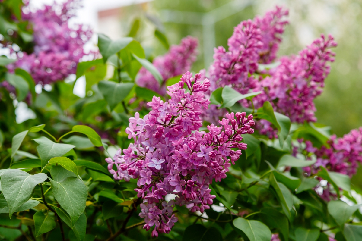 flowers that attract butterflies - lilac