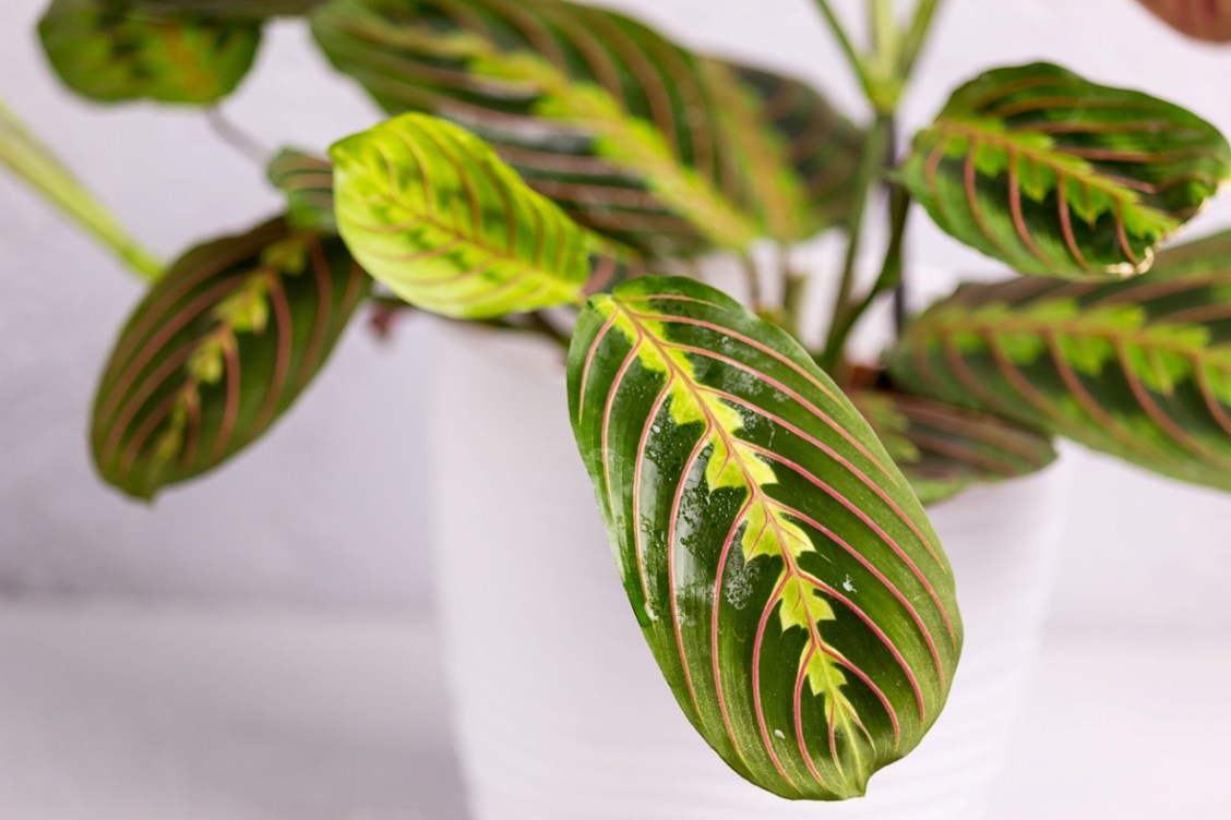 10 Variegated Plants That Pack the Most Visual Interest - Bob Vila