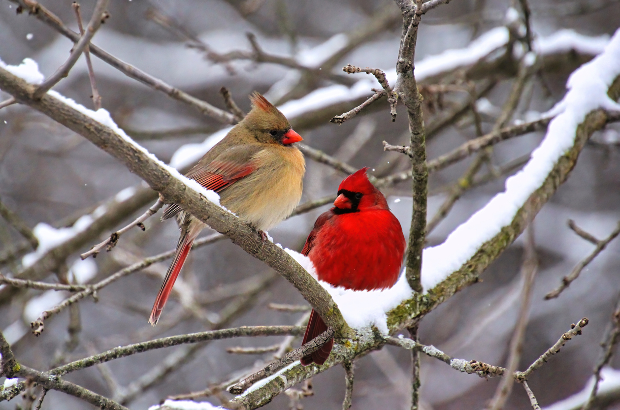cardinals facts cardinals in winter