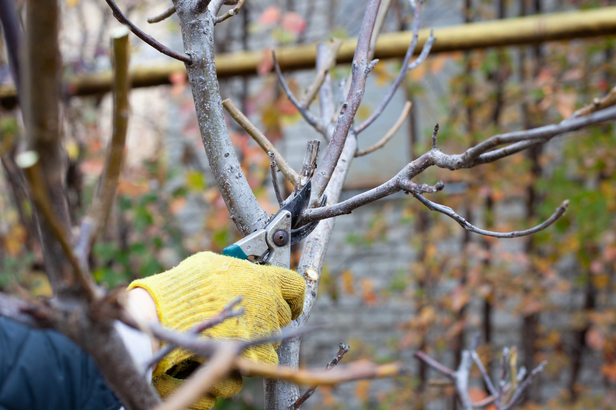 must dos November pruning tree in fall