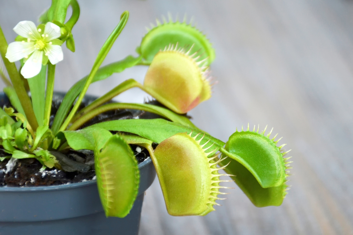 Venus Fly Trap Care 101 How to Grow This Carnivorous Houseplant Bob Vila