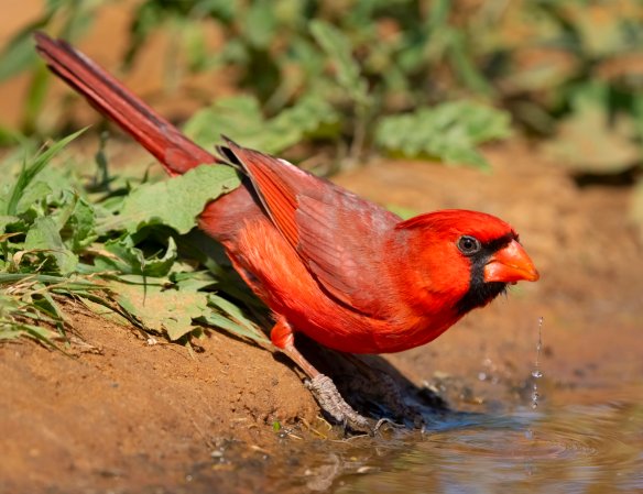 cardinals facts bright red cardinal